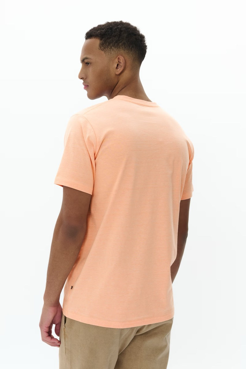 Jermane Shell Coral
